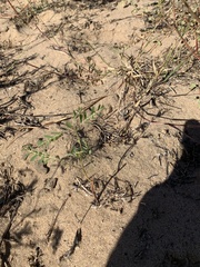 Phyllanthus abnormis