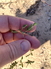 Phyllanthus abnormis
