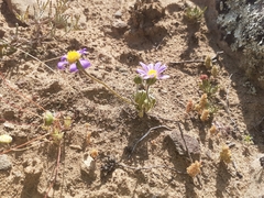 Felicia merxmuelleri