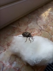 Rhaphigaster nebulosa