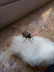 Rhaphigaster nebulosa