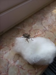 Rhaphigaster nebulosa
