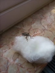 Rhaphigaster nebulosa