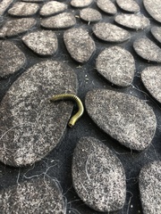 Anadenobolus monilicornis