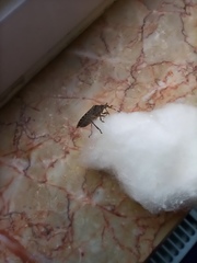 Rhaphigaster nebulosa