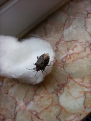 Rhaphigaster nebulosa