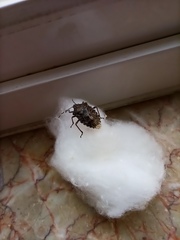 Rhaphigaster nebulosa