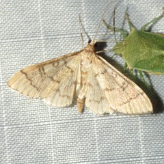 Blepharomastix pseudoranalis