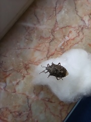Rhaphigaster nebulosa