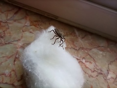 Rhaphigaster nebulosa