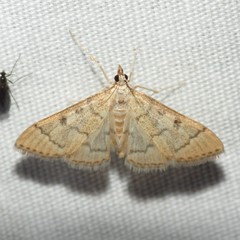 Blepharomastix pseudoranalis