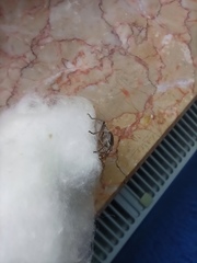 Rhaphigaster nebulosa