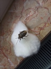 Rhaphigaster nebulosa