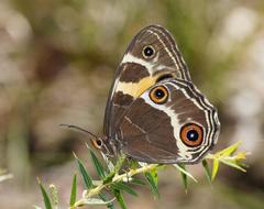 Tisiphone abeona albifascia