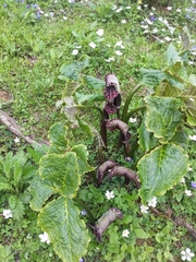 Arisaema griffithii