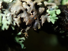 Trichonectria anisospora