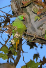 Psittacula krameri