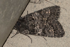 Eurois nigra