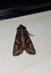 Dryobotodes tenebrosa