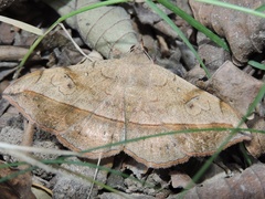 Anticarsia irrorata
