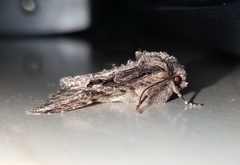 Dryobotodes tenebrosa