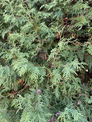 Thuja occidentalis