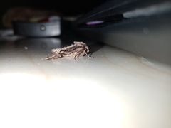 Dryobotodes tenebrosa