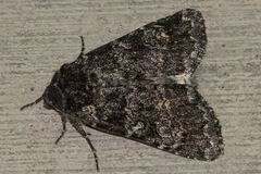Eurois nigra