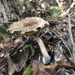 Boletellus ananas image