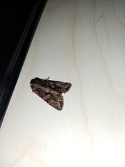 Dryobotodes tenebrosa