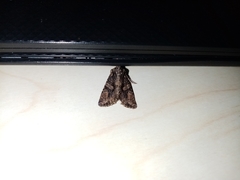 Dryobotodes tenebrosa