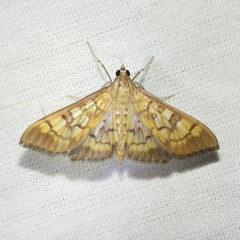 Mimorista subcostalis