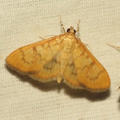 Psara dryalis