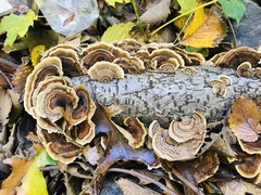 Agaricomycetes