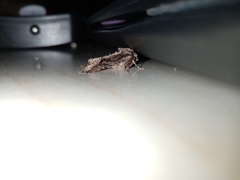 Dryobotodes tenebrosa