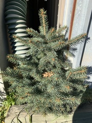 Picea