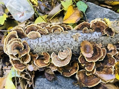 Agaricomycetes