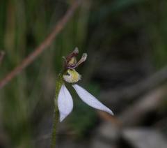 Eriochilus cucullatus