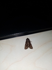 Dryobotodes tenebrosa