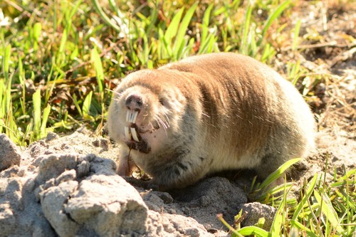 Cape Dune Molerat