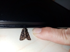 Dryobotodes tenebrosa