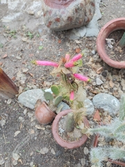 Cleistocactus