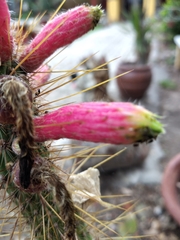 Cleistocactus