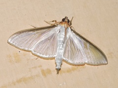 Cydalima