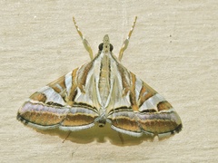 Agrioglypta itysalis