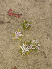 Lobelia quadrisepala