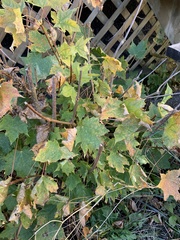 Acer platanoides