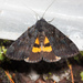Sweetfern Underwing Moth - Photo (c) Ken-ichi Ueda, some rights reserved (CC BY), uploaded by Ken-ichi Ueda