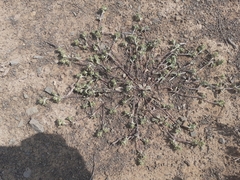 Helichrysum leontonyx