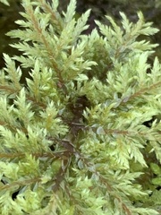 Hylocomium splendens image